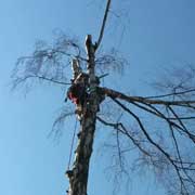 Baumpflege Lorenz in Chemnitz - Spezialisten am und im Baum