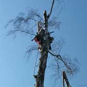 Baumpflege Lorenz in Chemnitz - Spezialisten am und im Baum