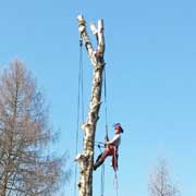 Baumpflege Lorenz in Chemnitz - Spezialisten am und im Baum