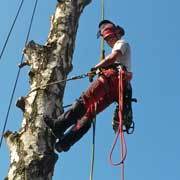 Baumpflege Lorenz in Chemnitz - Spezialisten am und im Baum