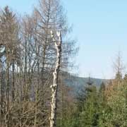 Baumpflege Lorenz in Chemnitz - Spezialisten am und im Baum