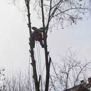 Baumpflege Lorenz in Chemnitz - Spezialisten am und im Baum