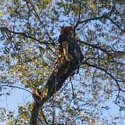 Baumpflege Lorenz in Chemnitz - Spezialisten am und im Baum