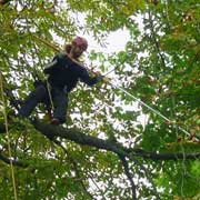 Baumpflege Lorenz in Chemnitz - Spezialisten am und im Baum