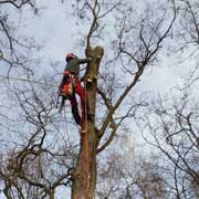 Baumpflege Lorenz in Chemnitz - Spezialisten am und im Baum