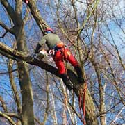 Baumpflege Lorenz in Chemnitz - Spezialisten am und im Baum