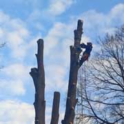 Baumpflege Lorenz in Chemnitz - Spezialisten am und im Baum