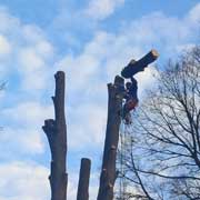 Baumpflege Lorenz in Chemnitz - Spezialisten am und im Baum