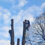 Baumpflege Lorenz in Chemnitz - Spezialisten am und im Baum