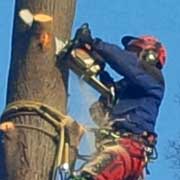 Baumpflege Lorenz in Chemnitz - Spezialisten am und im Baum