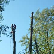 Baumpflege Lorenz in Chemnitz - Spezialisten am und im Baum