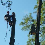 Baumpflege Lorenz in Chemnitz - Spezialisten am und im Baum