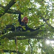 Baumpflege Lorenz in Chemnitz - Spezialisten am und im Baum