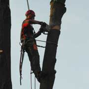 Baumpflege Lorenz in Chemnitz - Spezialisten am und im Baum