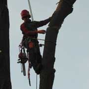 Baumpflege Lorenz in Chemnitz - Spezialisten am und im Baum