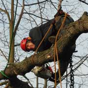 Baumpflege Lorenz in Chemnitz - Spezialisten am und im Baum