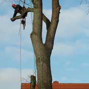 Baumpflege Lorenz in Chemnitz - Spezialisten am und im Baum