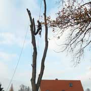 Baumpflege Lorenz in Chemnitz - Spezialisten am und im Baum