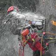 Baumpflege Lorenz in Chemnitz - Spezialisten am und im Baum