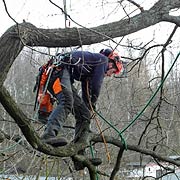 Baumpflege Lorenz in Chemnitz - Spezialisten am und im Baum