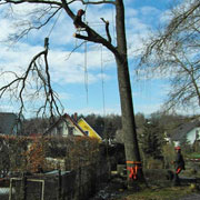 Baumpflege Lorenz in Chemnitz - Spezialisten am und im Baum