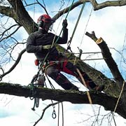 Baumpflege Lorenz in Chemnitz - Spezialisten am und im Baum