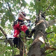 Baumpflege Lorenz in Chemnitz - Spezialisten am und im Baum