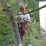 Baumpflege Lorenz in Chemnitz - Spezialisten am und im Baum