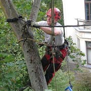 Baumpflege Lorenz in Chemnitz - Spezialisten am und im Baum