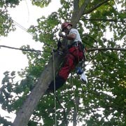 Baumpflege Lorenz in Chemnitz - Spezialisten am und im Baum