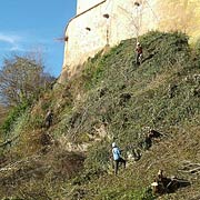 Baumpflege Lorenz in Chemnitz - Spezialisten am und im Baum